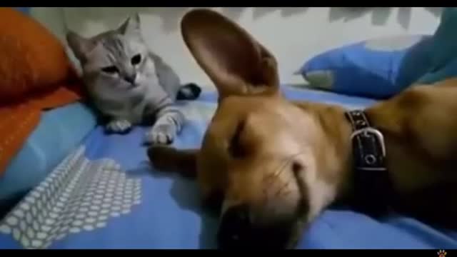 Dog farts. Cat slaps.