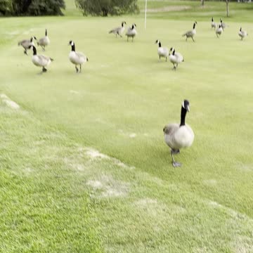 Geese gathered in golf playground