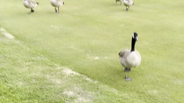 Geese gathered in golf playground