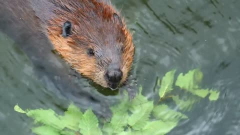 Beaver eating in the water