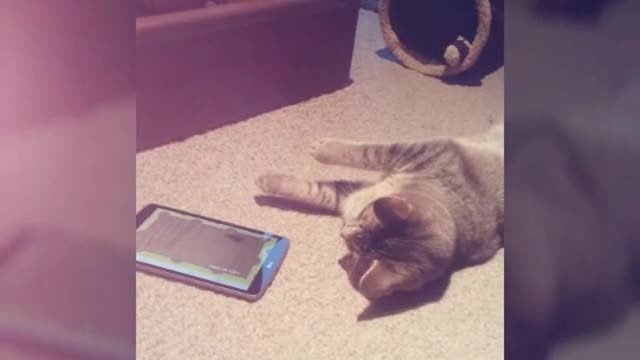 Cats Gaming