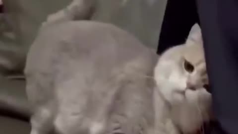 How cool is this cat?😍😀