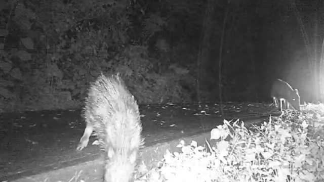 Cute wild boars collectively foraging