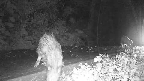 Cute wild boars collectively foraging