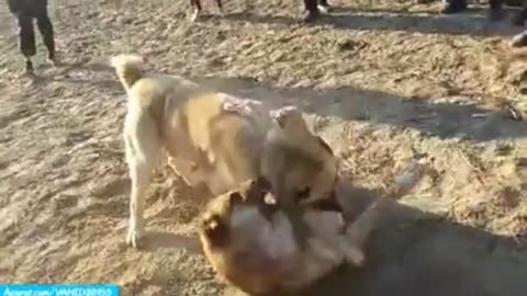 Bloody war between Asian dogs