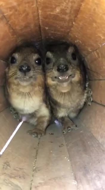 Hyrax’s way of dealing with uninvited guests