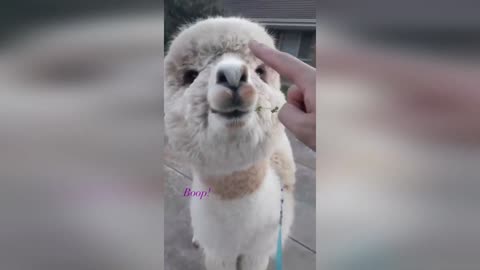 Alpacas - BOOP DAY