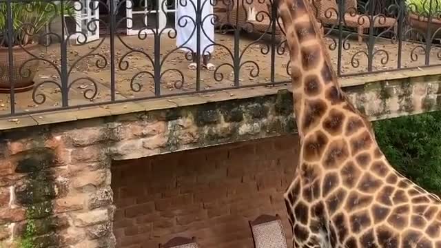 bucket list occasion at Nairobi's giraffe manor .