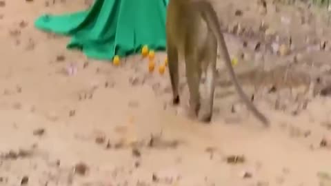 MONKEY PRANK