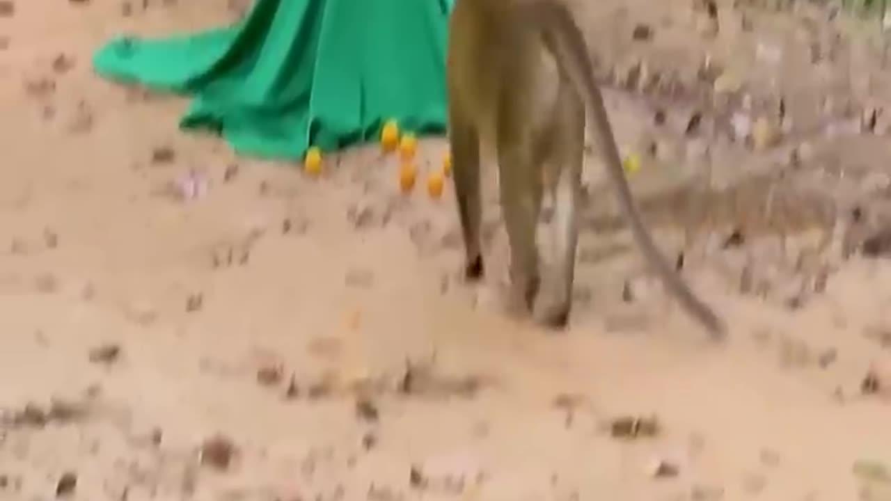 MONKEY PRANK