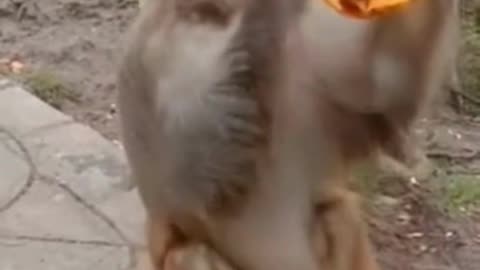 monkey get drunk