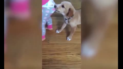The Best Funny Dog Videos - Funny Compilation 2022