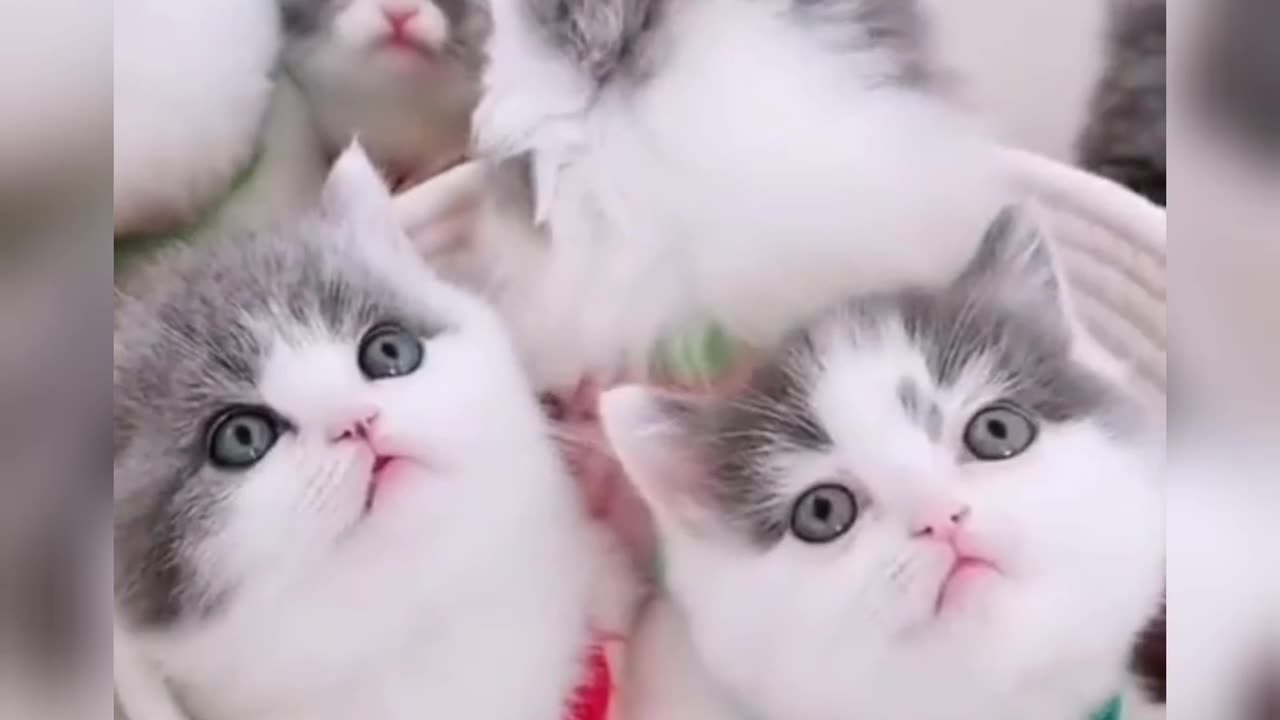 The five little cat's video for you