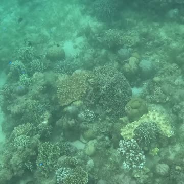Snorkeling Over Nature’s Comeback, A Reef Revival