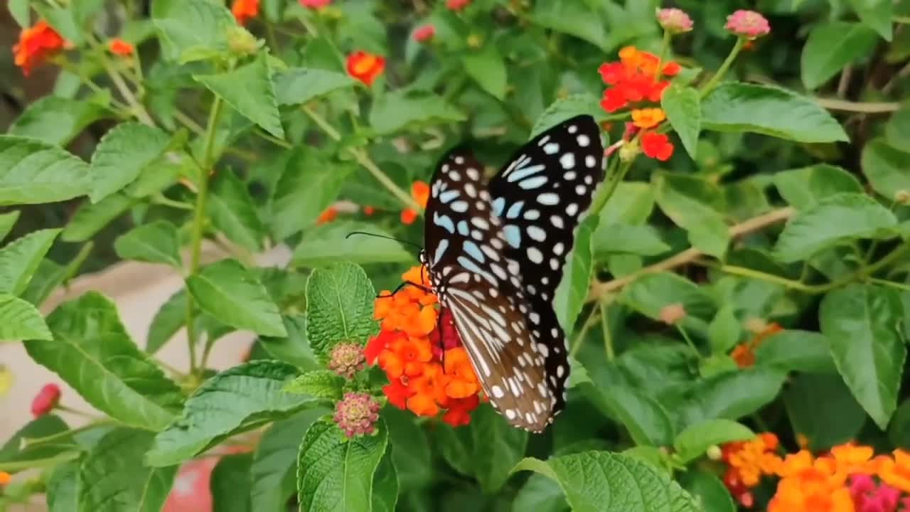 Relaxing Music | Sleeping, Meditation, Stress Relief | [6749] ⭐️