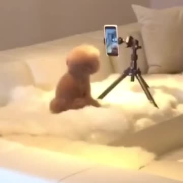 AMAZING PUPPY DOING TIKTOK ALONE.mp4