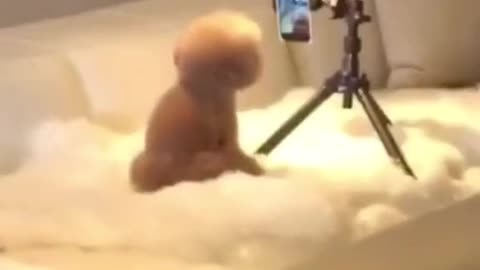 AMAZING PUPPY DOING TIKTOK ALONE.mp4