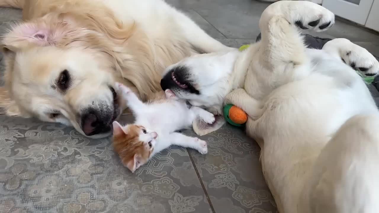 Kitten plays with Golden Retrievers