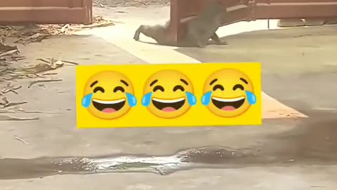 #dogsoftiktok #petlover#doglover #funnyvideos