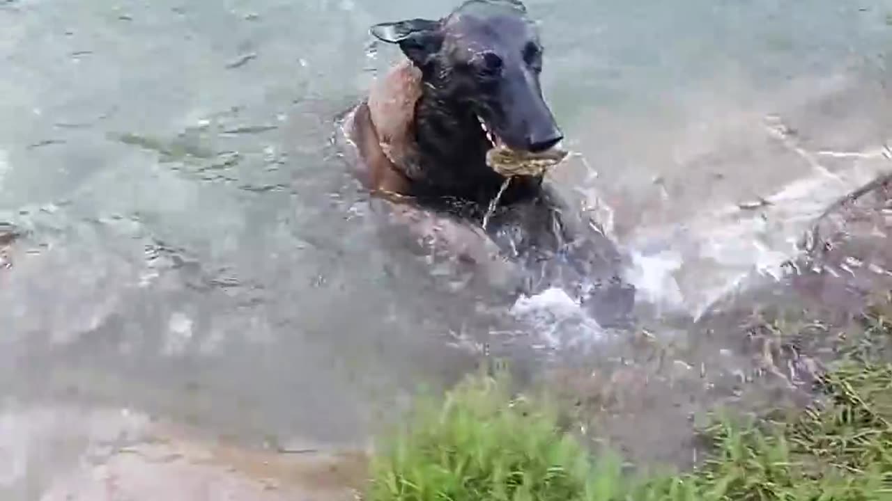 Dog's Underwater Treasure Hunt #dogtraining #dog #shepherd #malinois #puppy