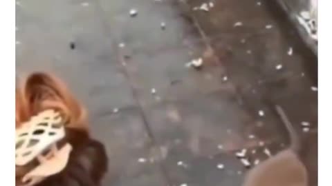 Funny animals vidéo