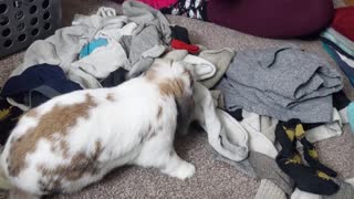 The Laundry Inspector