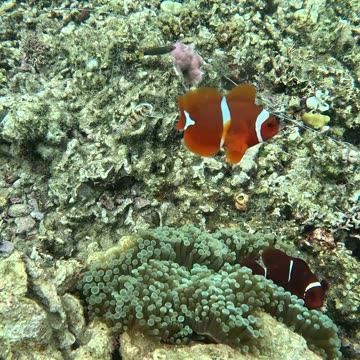 Snorkeling with Clownfish: Exploring Nature’s Aquatic Gems