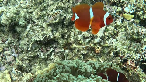 Snorkeling with Clownfish: Exploring Nature’s Aquatic Gems