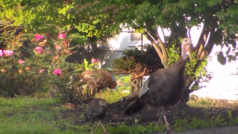 turkeys in my front yard