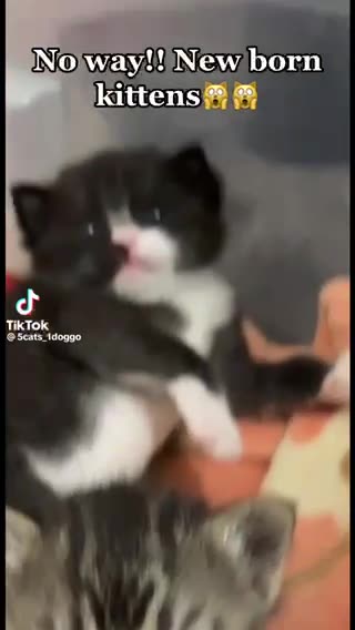 New born kittens