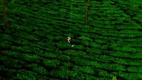 Wayanad's Hidden Gem: Nadukani Estate | A Nature Lover's Paradise