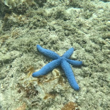 Snorkeling in the Morning