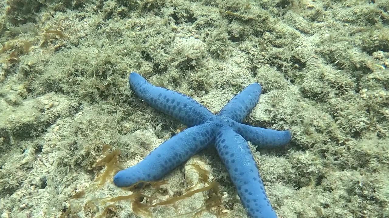 Snorkeling in the Morning