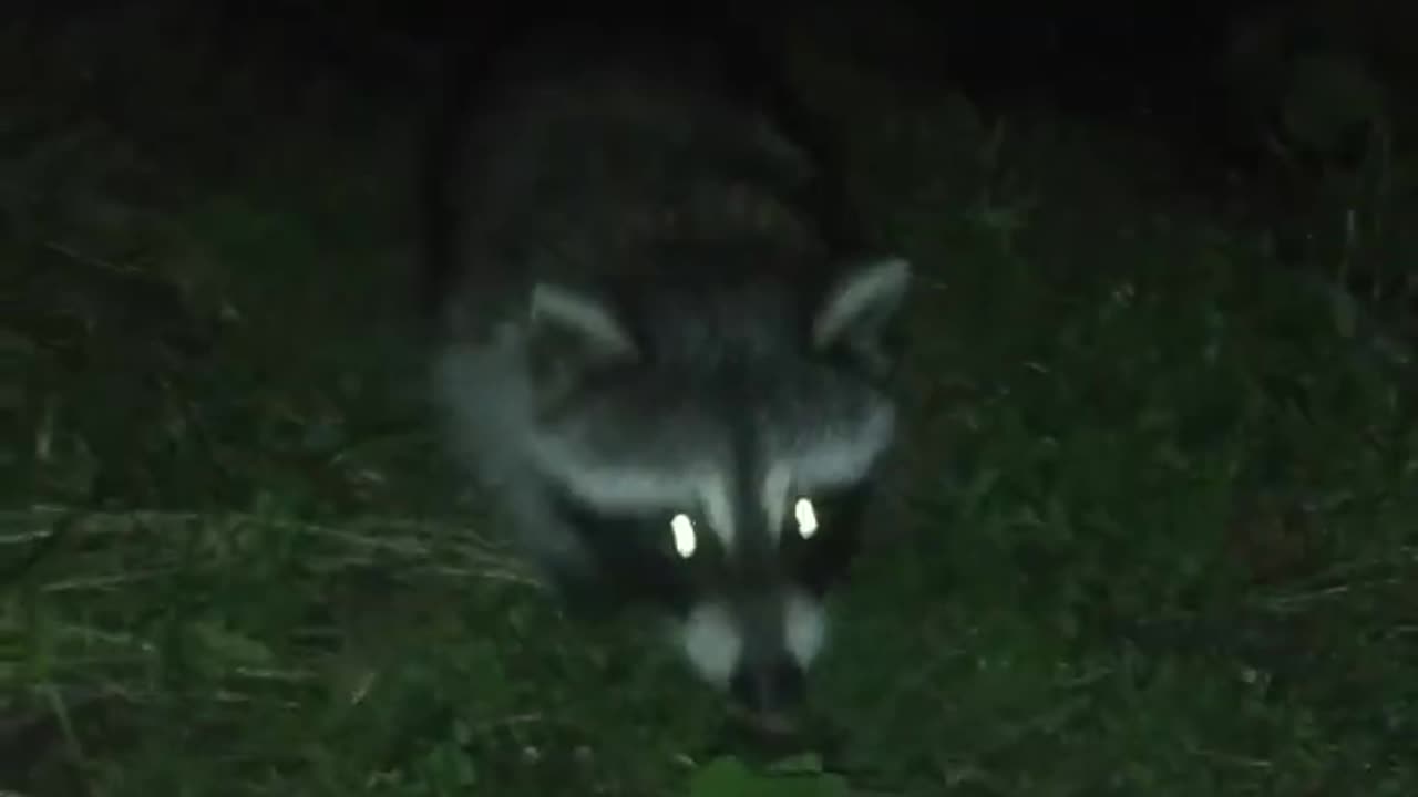 Cool Baby Racoon