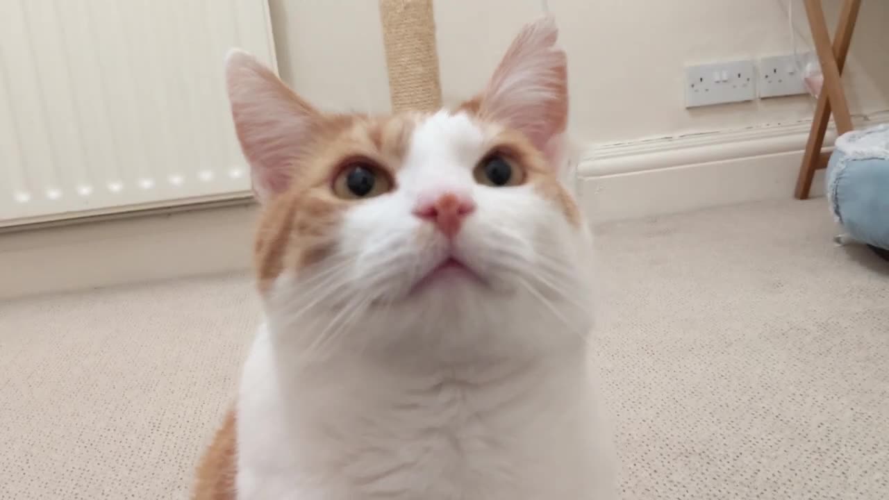 Cat Adorably Stares At Human(1)