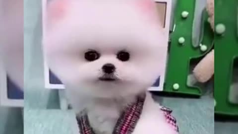 Very cute puppies fun video