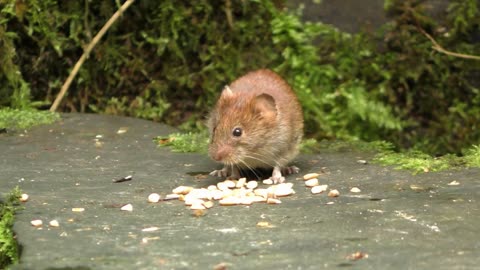 Mouse videos for cats to watch 🐭 flying earth