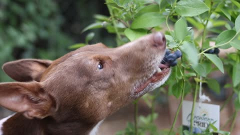 Adorable dog picking blueberries