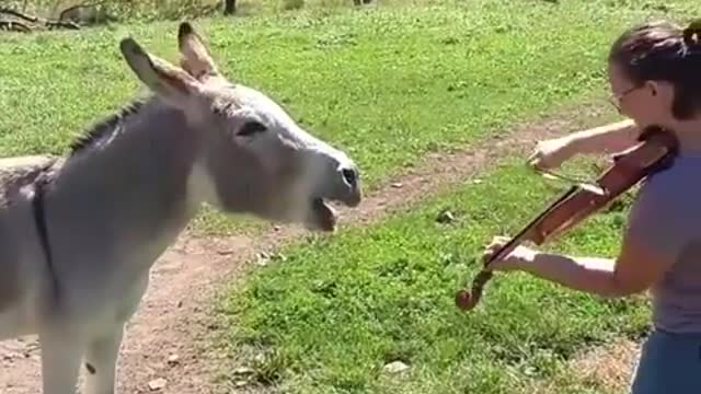 Donkey Loves Sound of Violin