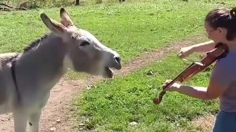 Donkey Loves Sound of Violin