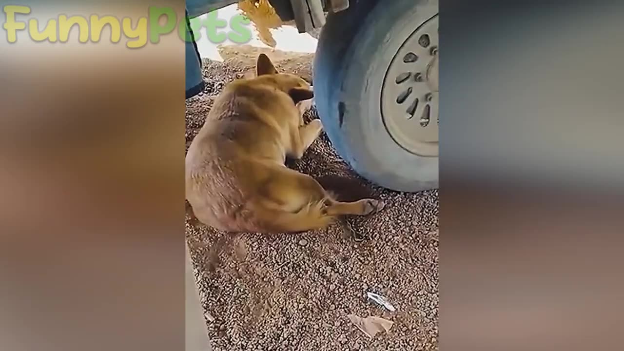 Funny Animals -Episode 1