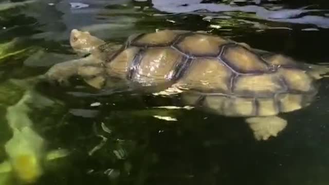 Can Tortoises Swim?