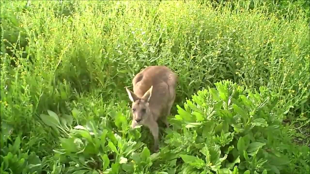 baby kangrooo cutest compilation