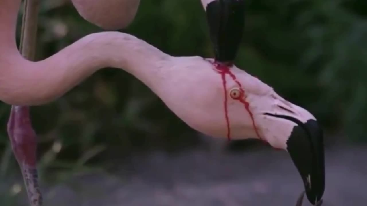 Nature's Marvel: Flamingo Parents Feeding Chick with Vibrant Red Crop Milk #Rumble #shorts