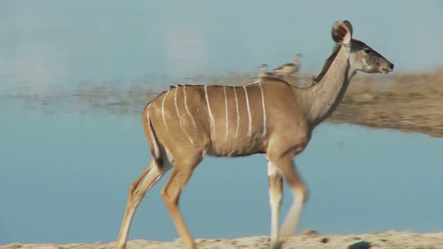 kudu walking by water