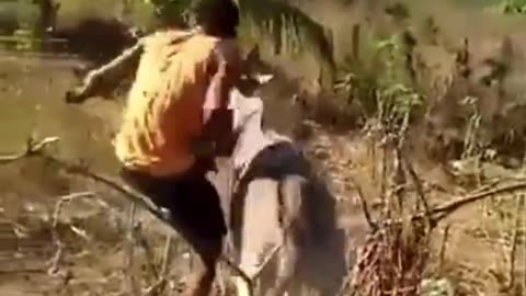 Donkey Fights Back