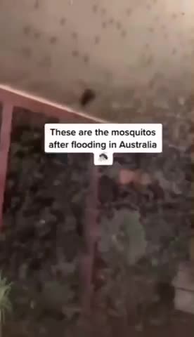 MOSQUITO INVASION IN AUSTRALIA