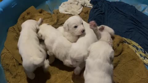 Pyrenees Puppies 3 weeks 5 days old