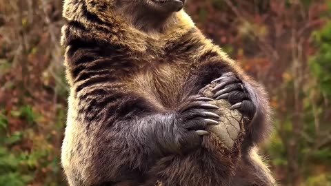 Animals for y