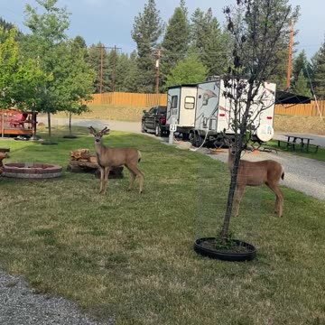 Visitors at Gold Mountain!